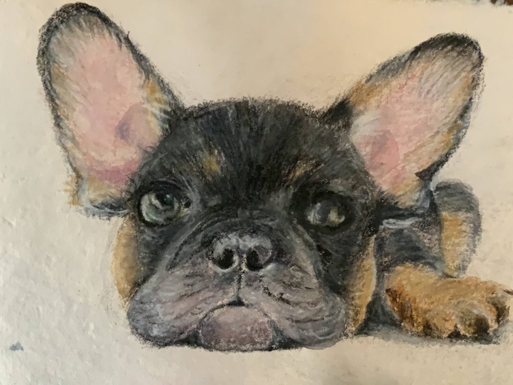 Pet portrait of a French Bulldog