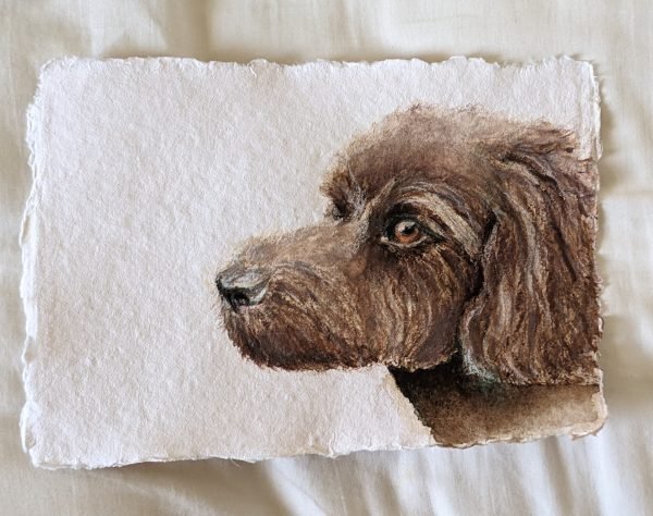 small watercolour pet portrait of a Spoodle.