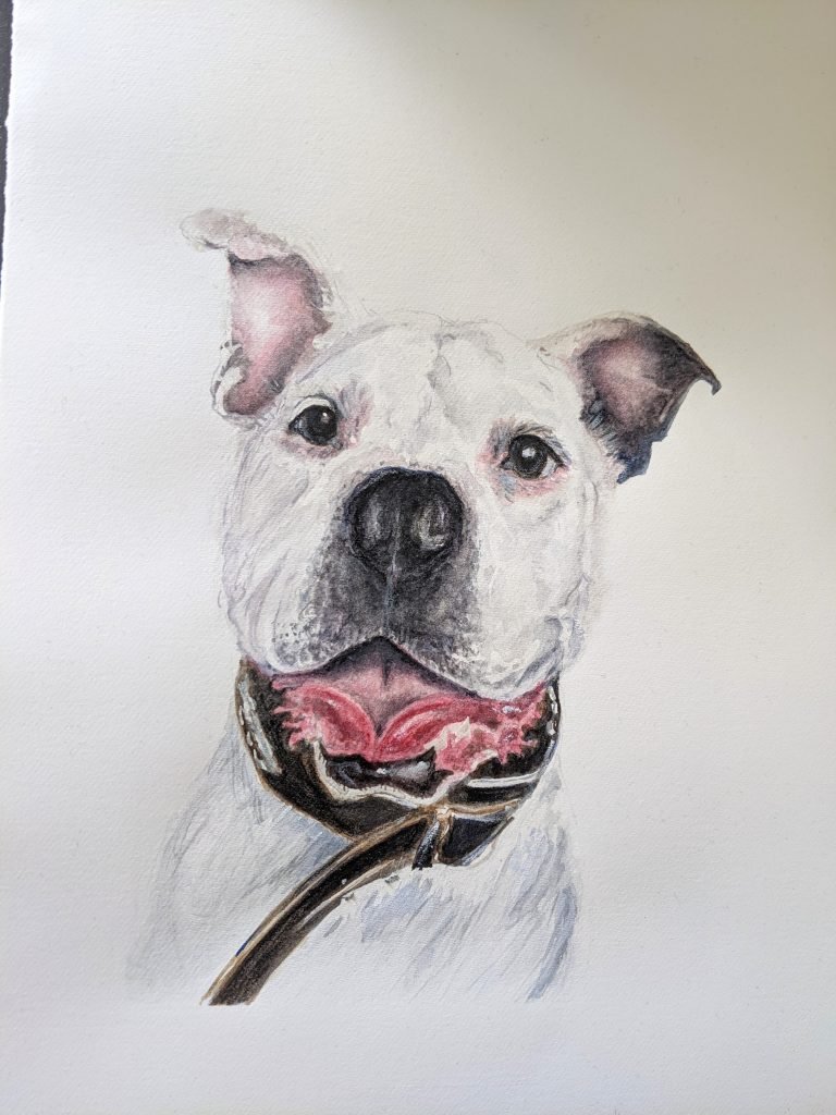 A watercolour painting of a Staffordshire Bull Terrier. A unique impressionistic artwork of a white dog. 