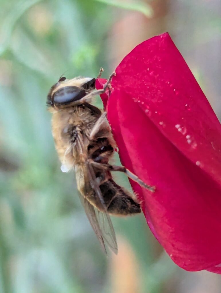 A tired bee on a Sweet Pea petal. A moment I shouldn't have been able to photograph several times over 10 minutes.